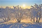 Schnee bedeckte Bäume mit Sonne, Schneeekopf, Gehlberg, Thüringen