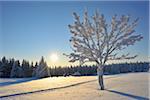 Couverte de neige, arbre, Schneeekopf, Gehlberg, Thuringe, Allemagne