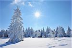 Schnee bedeckte Nadelbäume mit Sonne, Großer Beerberg, Suhl, Thüringen, Deutschland