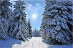 Snow Covered Winter Landscape with Ski Trail, Rennsteig, Grosser Beerberg, Thuringia, Germany
