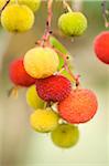 Arbutus berries on the tree