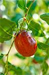 Jujube sur l'arbre