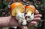 Person holding Amanite des césars mushrooms