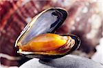 Open mussel