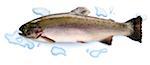Raw Fario trout