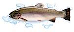 Raw Fario trout