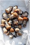 Freshly picked ceps