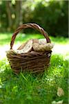 Basket of earthy tricholometers on the grass