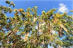 Acacia arbre, Cabaceiras, Paraiba, Brésil