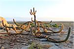 Cabaceiras de Cactus, Pai Mateus, Xique-Xique, Paraiba, Brésil