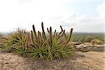 Xique-Xique-Kaktus, Lajedo de Pai Mateus, Cabaceiras, Paraiba, Brasilien