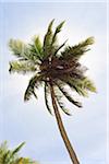 Palm Tree, Praia de Tabatinga, Paraiba, Brésil