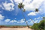 Palm Trees, Praia de Tabatinga, Tabatinga Beach, Paraiba, Brazil