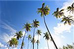 Palm arbres, Praia de Tabatinga, Paraiba, Brésil