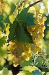 Bunch of green grapes on vine