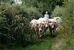 Trois jeunes bovins de Charolais