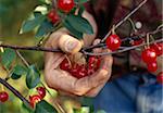 Hand picking Montmorency cherries