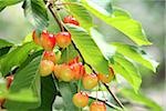 Cerises Napoléon sur l'arbre