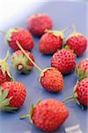 Wild Mara strawberries