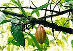 Cocoa tree