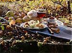 Herbst Picknick