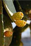 Prickly pears