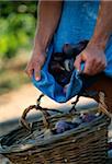 Person filling a basket with figs