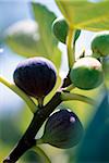 Figs on the tree