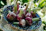 Heads of garlic