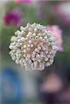 Garlic in blossom