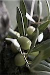 Olives sur l'arbre