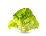 Lettuce leaf