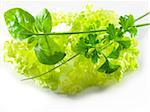 Lettuce leaf and fresh herbs