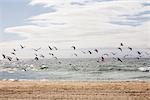 Seagulls flying over beach, Lisbon, Portugal