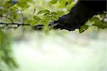 Tree with green leaves