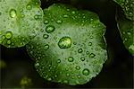 Close up of water droplets on leaf