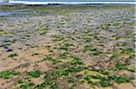 Seaweed, Pipa Beach, Rio Grande do Norte, Brazil
