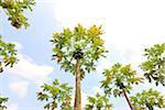 Papaya Trees on Plantation, Mamao, Camaratuba, Paraiba, Brazil