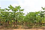 Papaya Trees on Plantation, Mamao, Camaratuba, Paraiba, Brazil