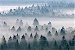 Morning Mist, Isar Valley, Bad Tolz-Wolfratshausen, Upper Bavaria, Bavaria, Germany