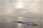 Arctique, l'océan Arctique, mer du Groenland, Floe de glace