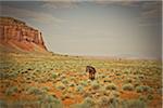 Horse on Douglas Mesa Trail, Monument Valley, Utah, USA