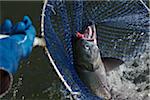 Catching Sockeye Salmon in Net