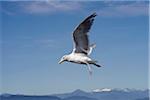 Mouette battant contre le ciel bleu