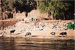 Vaches et les gens le long du fleuve du Nil, Egypte