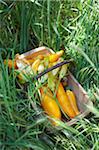 Panier de fleurs de courgettes sur l'herbe