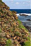 Végétation sur la plage Kasari, Amami Oshima, îles Amami, préfecture de Kagoshima, Japon