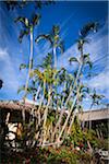 Palmiers au Ryukyu Mura, Onna, Okinawa, îles de Ryukyu, Japon