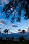 Palmiers à l'aube, l'île de Tokunoshima, préfecture de Kagoshima, Japon