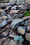 Nahaufnahme von Felsen und Pflanzen, Mushirose, Tokunoshima Insel, Präfektur Kagoshima, Japan